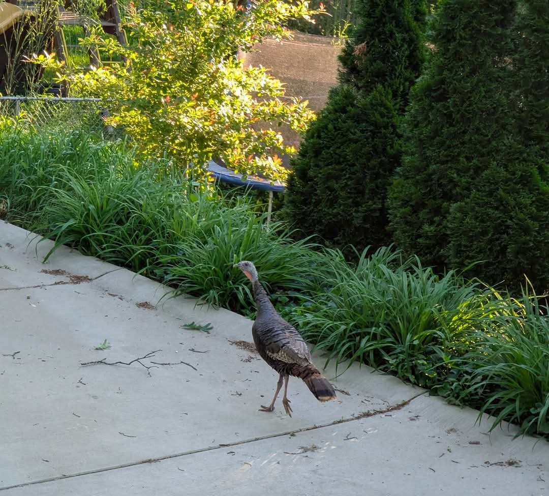 2025-05 TuxedoPark Turkey.jpg